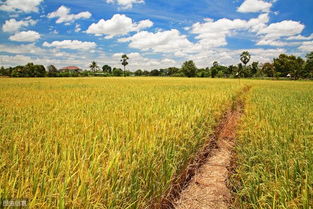 廣西平樂 農業產業化助推水稻豐產，助力脫貧攻堅