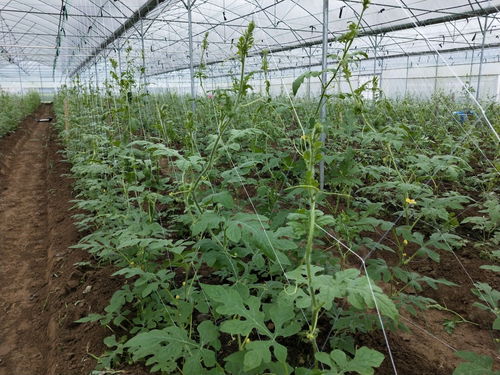 新豐龍頭企業(yè)帶動(dòng)四鎮(zhèn)四十余村農(nóng)業(yè)種植發(fā)展