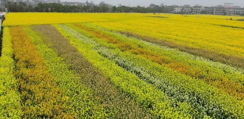 彩色油菜花 農業創新還是無謂之舉？