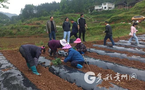田間課堂傳經送寶 花梨鎮農業培育煥新顏