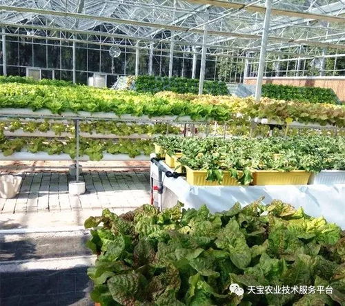 天寶最美果園走進臺州 淡泊農業園無土栽培學習體驗