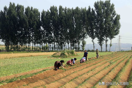 蔥農擴大種植面積的機遇與挑戰 理性規劃與科學培育之道