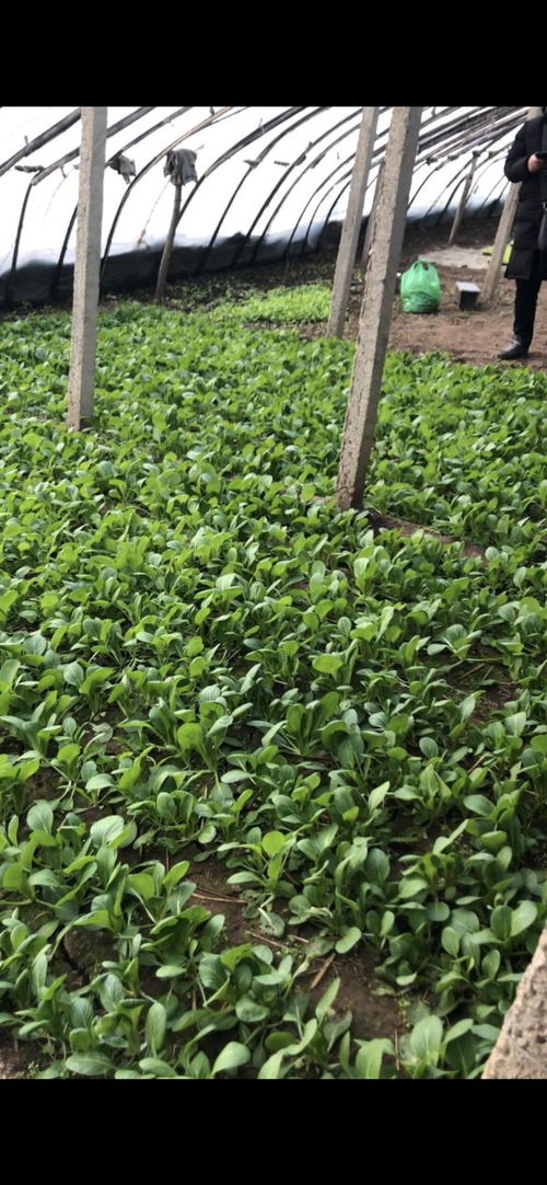 華濱生物百億擴繁，引領農業種植進入強效補菌新時代