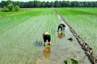 前進需動力，后退需智慧——論現代農業種植的平衡之道