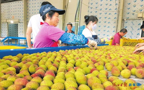 果紅了,人笑了,腰包鼓了——特色農業種植帶動鄉村經濟蓬勃發展