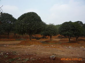 20公分精品移栽桂花市場指南 價格、廠商與種植服務