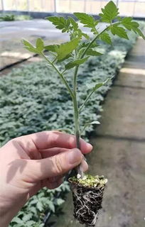 開啟中國農業種植新時代 無土栽培與數控農業技術培訓會