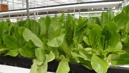 現代化農業科技中的無土栽培模式概述