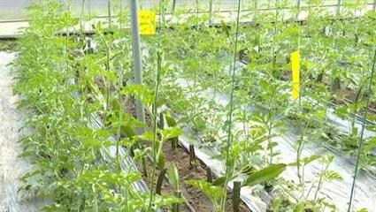 濟寧高新區王因街道后崗村 生態農業綜合體里趟出振興路