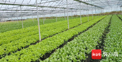 三亞蔬菜種植基地 科技農業培育新篇章