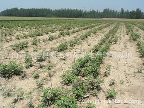 供應適合浙江種植的無花果苗 品種、價格、廠商與種植指導盡在農苗網