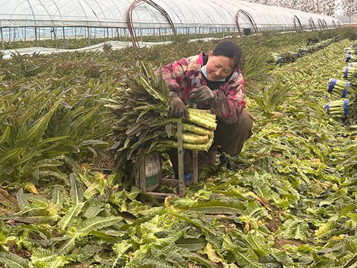 臨沂郯城 紅花鎮萵苣豐收價遇“寒流”，訂單農業巧解農民增收難題