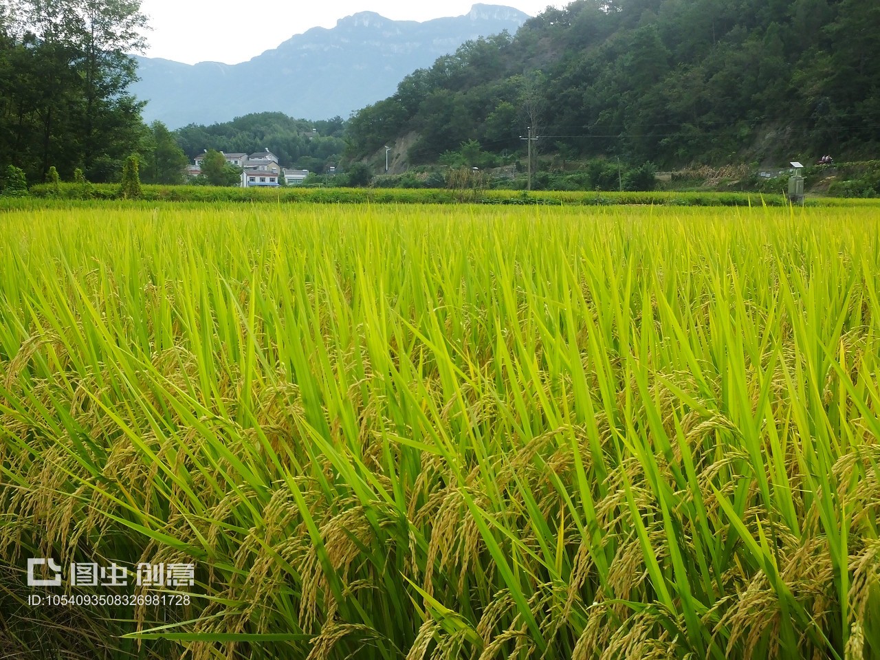 湖北夷陵南埡村 金秋稻浪話豐年，科技興農繪新篇
