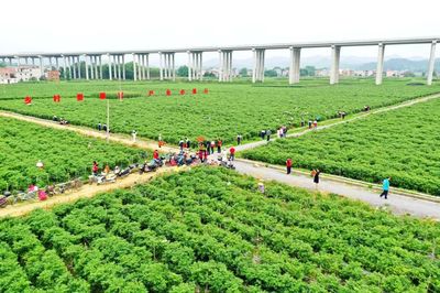 科技引領，智慧農業培育新篇章——△市農業農村局推進現代農業發展紀實