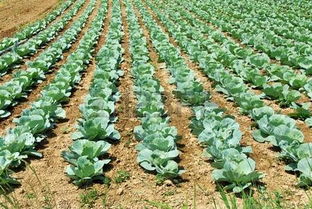 探索農業之美 cabbage heads正版圖像與123rf中國高質量免版稅圖像庫